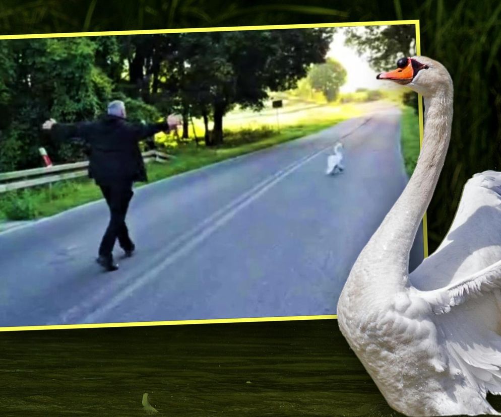 Policjant uratował łabędzia