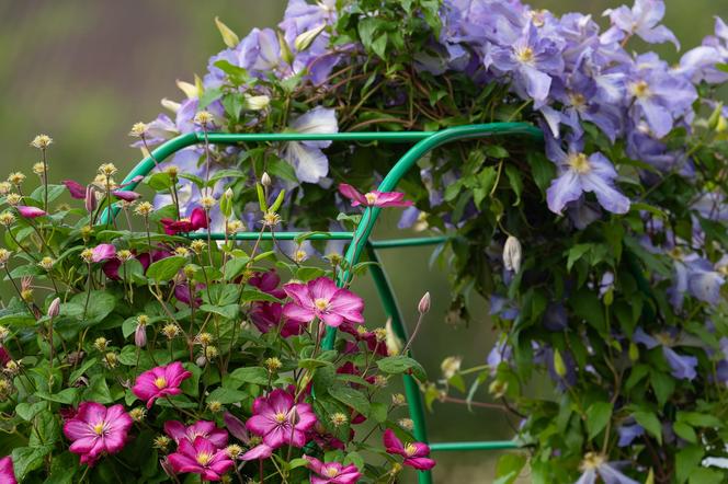 Najszybciej rosnące rośliny do ogrod