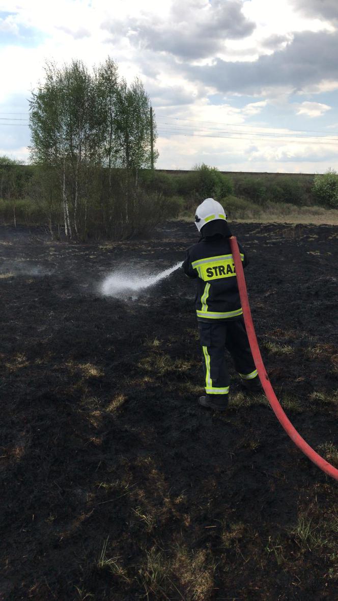  Paliły się łąki przy lesie Winiarskim w Kaliszu 