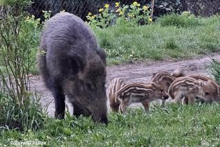 Dziki w Sosnowcu chodzą po osiedlach