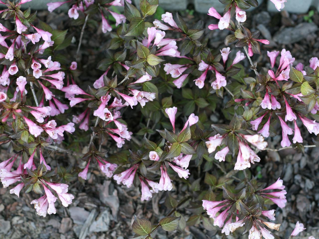 Krzewuszka cudowna 'Nana Purpurea' - Weigela florida 'Nana Purpurea'