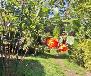 Arboretum Bramy Morawskiej zachwyca jesienią