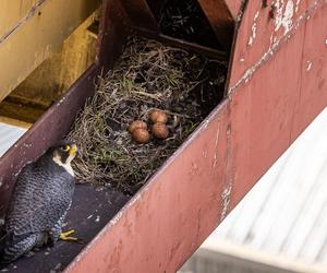 Para sokołów z Elektrowni Bełchatów czeka na kolejne potomstwo. W gnieździe znaleziono cztery jaja