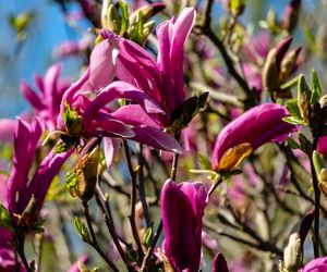 Brązowe kwiaty magnolii [Porada eksperta]