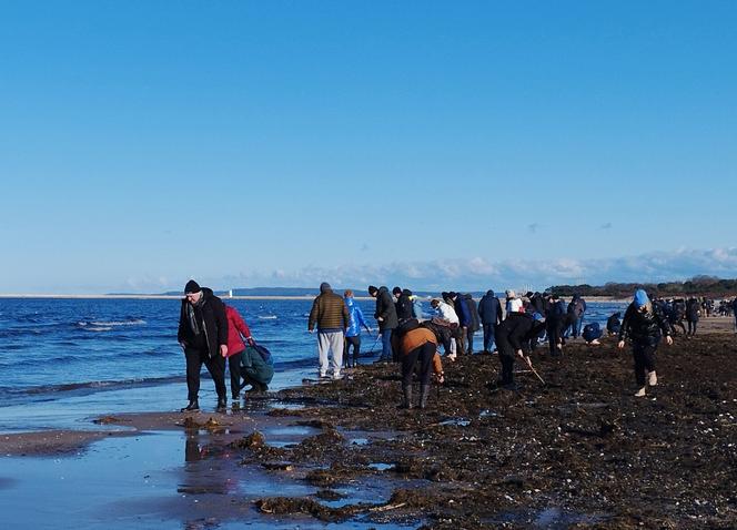 Poszukiwacze bursztynu na świnoujskiej plaży