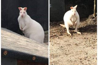 Dwa białe kangury zostały skradzione. To niezwykle rzadkie okazy. Właścicielka zwierząt prosi o pomoc