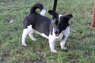 Schronisko dla zwierząt „Na Paluchu” ogranicza oświetlenie i ogrzewanie. „Brakowało nam 290 tys. 