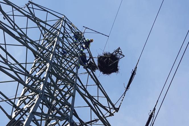 Energetycy budują gniazda dla bocianów. Także w naszym regionie