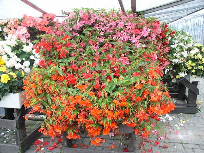 Begonia zwisająca Tenella