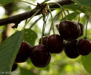 Czereśnia ‘Kordia’ - Prunus avium ‘Kordia’