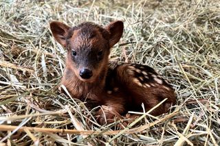 Co za słodziak! Mały jelonek w warszawskim zoo robi furorę. Ma już imię!