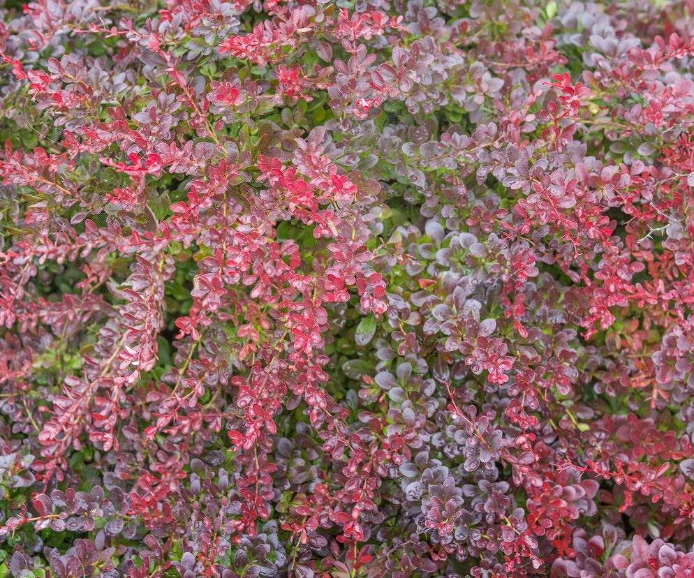 Berberys 'Atropurpurea Nana'