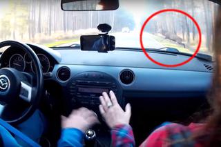 Zderzenie samochodu z jeleniem z perspektywy kierowcy. Zobacz nagranie! [WIDEO]