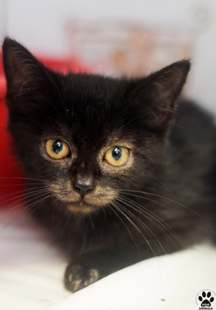 Kot do adopcji w zielonogórskim schronisku