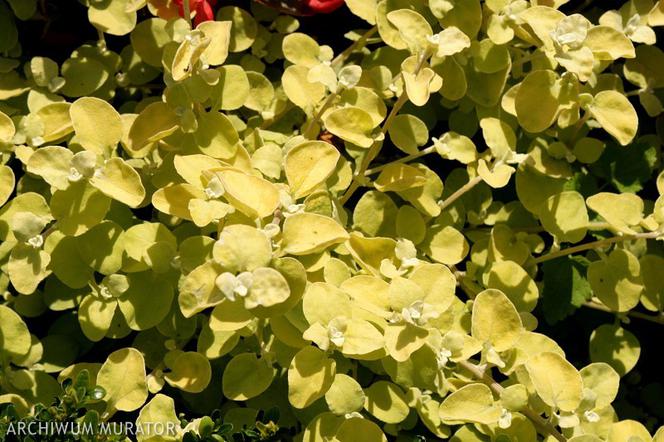 Kocanka włochata 'Limelight'