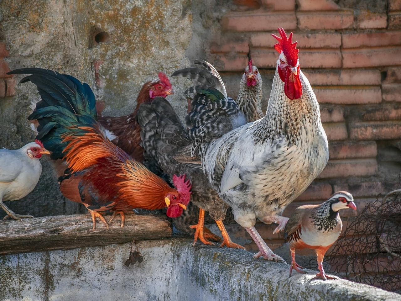 Pierwsze na świecie zakażenie człowieka ptasią grypą H10N3. Czy są powody do obaw?