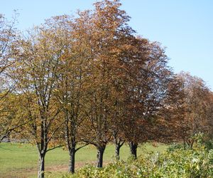 Park im. św. Jana Pawła II w jesiennych barwach