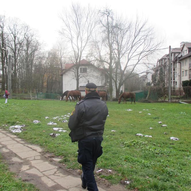 Pięć koni bez opieki przechadzało się  po  Krakowie!  Wydostały się ze stadniny!