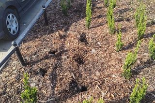 Kradzieże roślin w parku nad POW