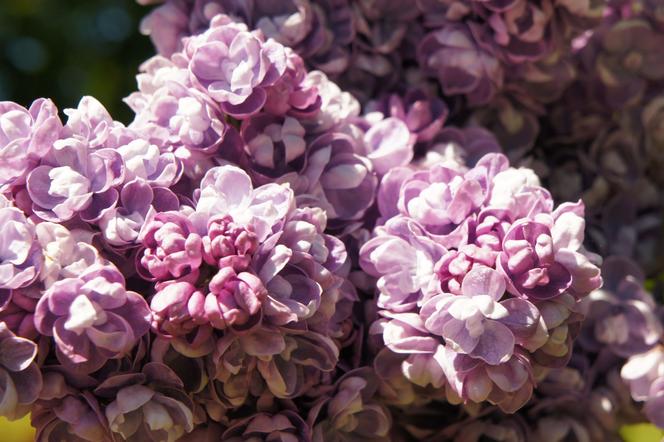 Lilak pospolity 'Katherine Havemeyer' - Syringa vulgaris 'Katherine Havemeyer'