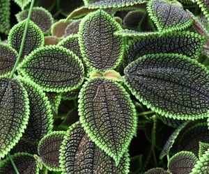 Pilea involucrata. Kwiat przyjaźni, który pięknie wygląda w każdym wnętrzu