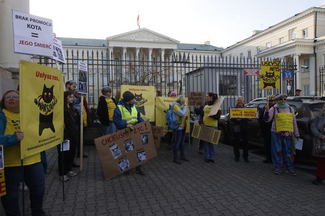 Wielki protest przez ratuszem. Wolontariusze walczą o życie kotów