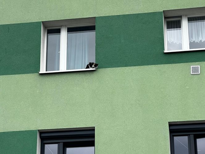 Kot na parapecie, właściciele poza domem. Interweniowała Straż Miejska w Gostyniu 