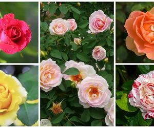 Róże w ogrodzie: odmiany