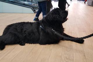 WOŚP w Libero Katowice