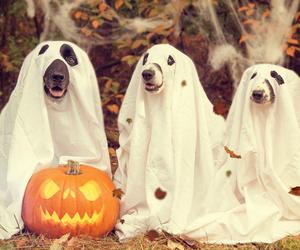 Halloween 2023. QUIZ - co wiesz o święcie duchów? 