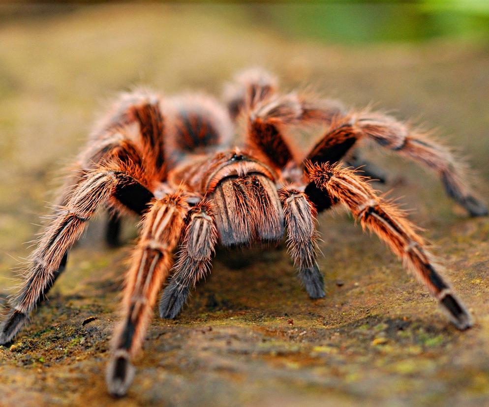 Wystawa pająków w Tarnowie jeszcze do końca października 