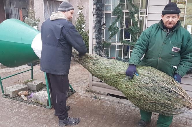 Gdzie kupić choinkę w Toruniu?