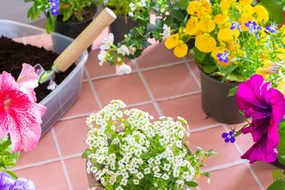 Wytrzymałe kwiaty na balkon - zdjęcia