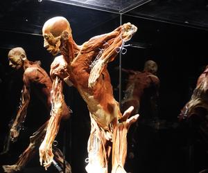 Wystawa z ludzkiego ciała. Body Worlds powróciła do Gdańska po 5 latach 