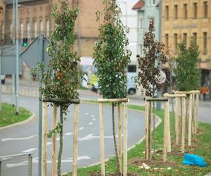 Setki nowych drzew i krzewów w mieście, Rozpoczęły się nasadzenia