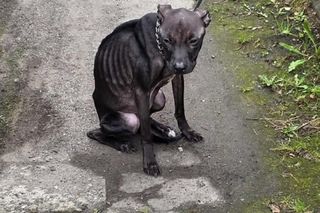 Pies przywiązany do płotu konał przez kilka dni. Została tylko skóra i kości