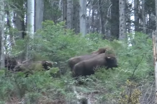 Bieszczady: stado żubrów schodzi z wyższych partii gór. Jest nagranie [WIDEO]