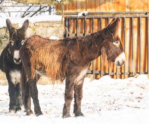 Zima w zoo we Wrocławiu. Zobacz, jak zwierzaki radzą sobie w chłodne dni 