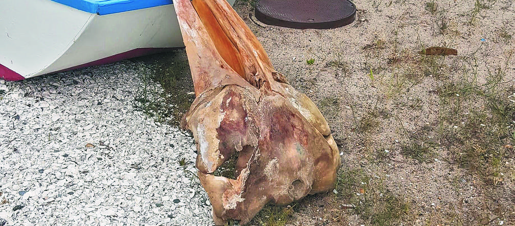 Tego giganta wyrzucił ocean