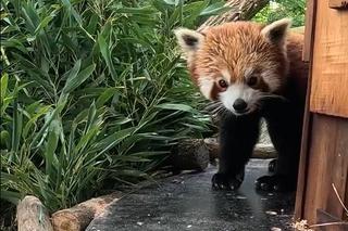 Samiec pandy rudej zamieszkał we wrocławskim zoo. Od razu wyskoczył na swój nowy wybieg [WIDEO]