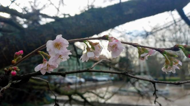 W grudniu na Jasnych Błoniach zakwitła wiśnia japońska