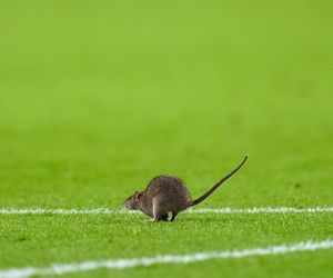 Courtois okiełznał szczura