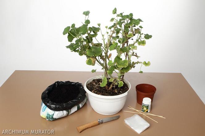 Sadzonkowanie pelargonii