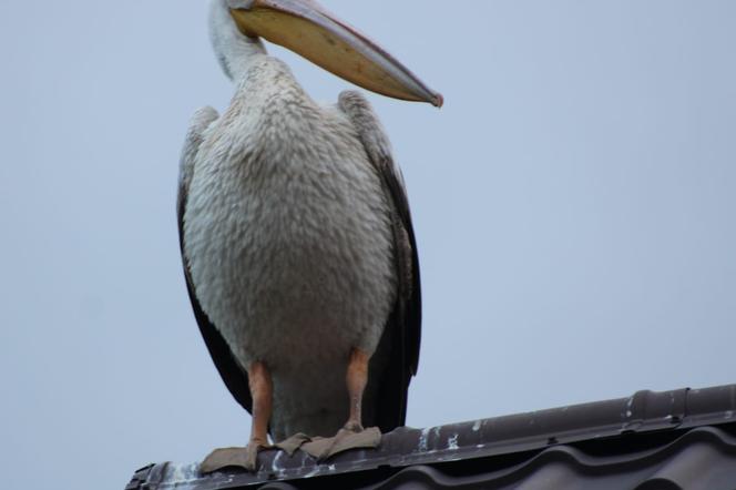 Ornitologiczna sensacja na Pomorzu. We wsi wylądował... pelikan!