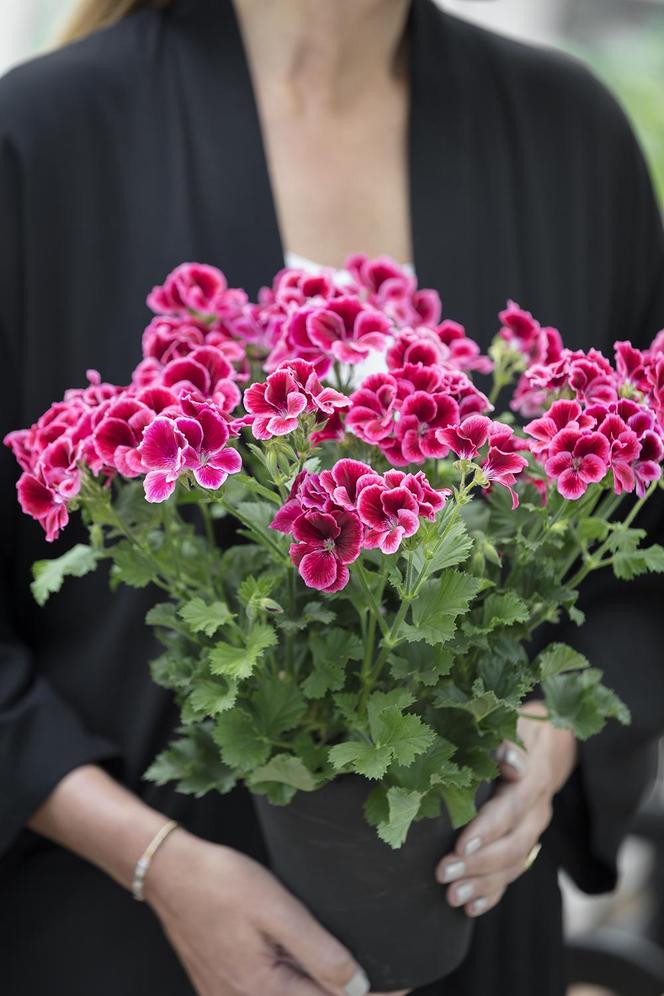 Pelargonia angielska