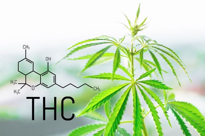 THC - działanie