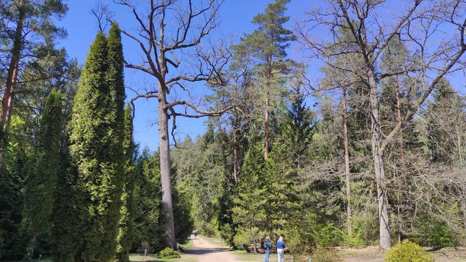Arboretum w Kopnej Górze. Puszcza w pigułce