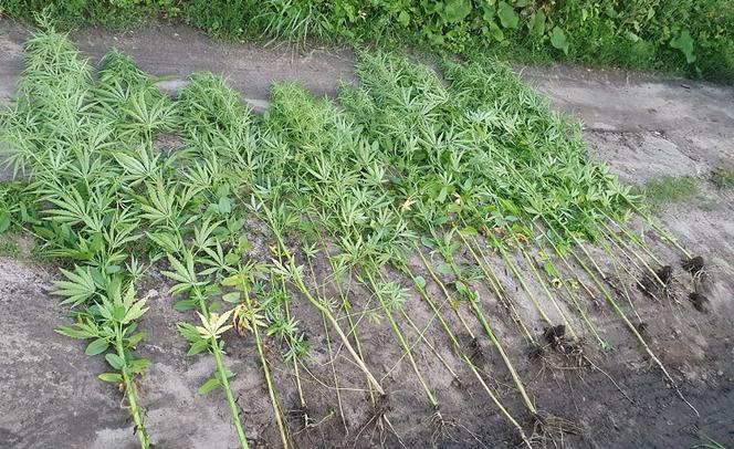 Nielegalna uprawa konopi tuż przy drodze w okolicach Gniezna. Do kogo należała? [ZDJĘCIA]