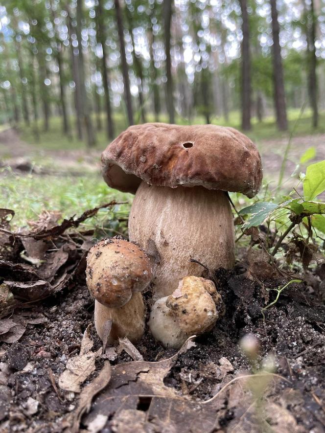 Ale okazy! Takie grzyby są na Dolnym Śląsku. Mieszkańcy chwalą się zbiorami 