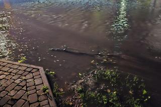 Powódź w Lewinie Brzeskim. Wylała Nysa Kłodzka